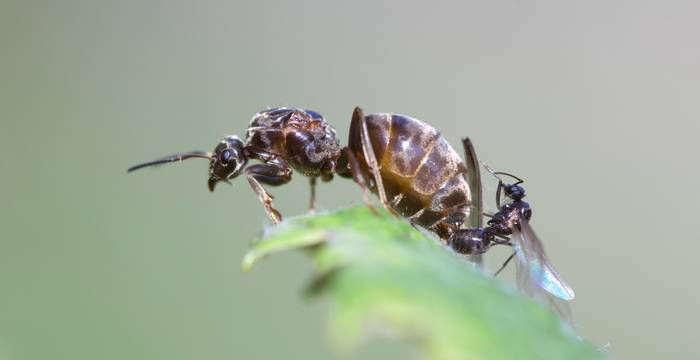 Accoppiamento di formica Lasius
