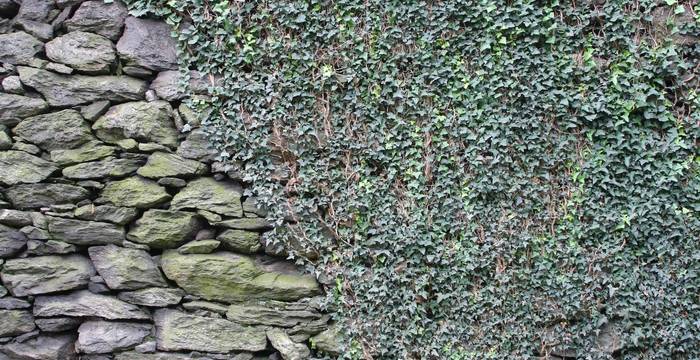 Muro con edera: perché toglierla?