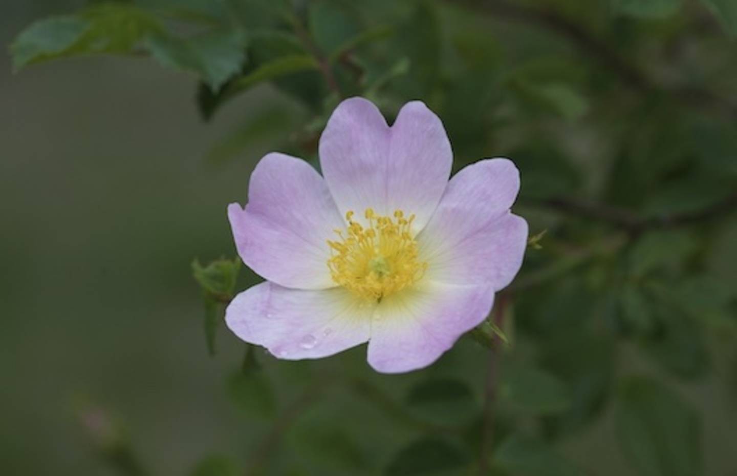 Rosa selvatica